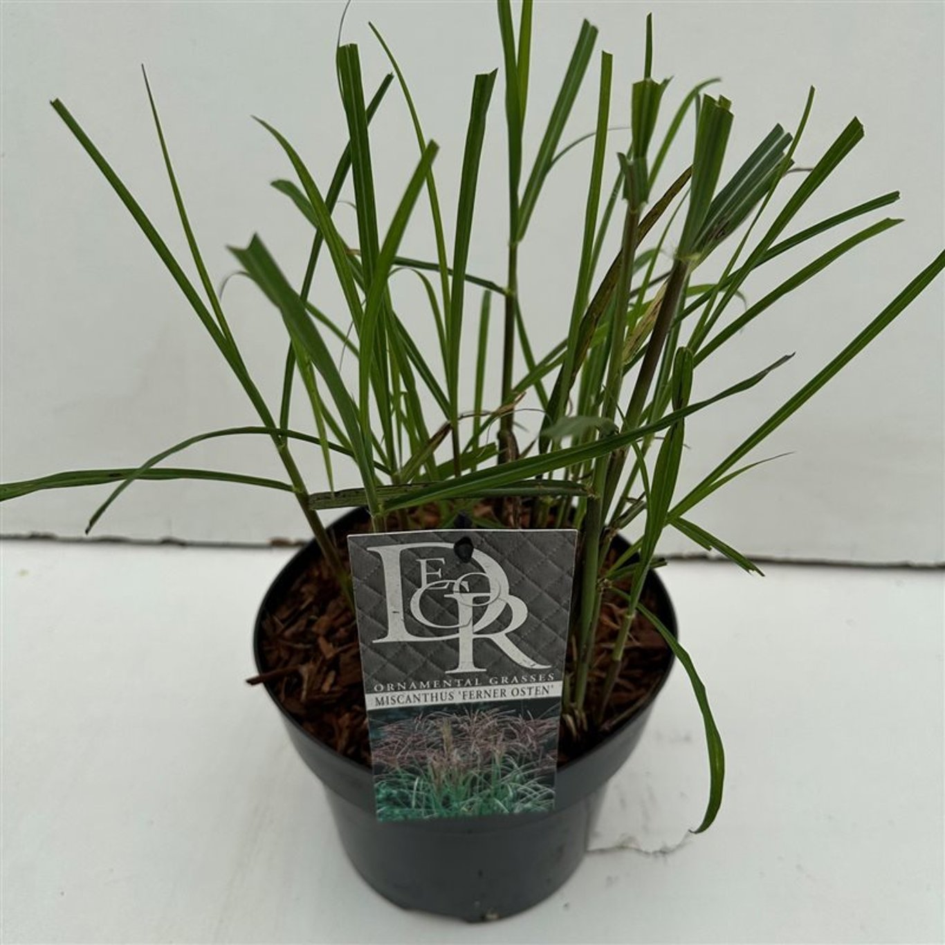 Miscanthus sin. 'Ferner Osten' - C3